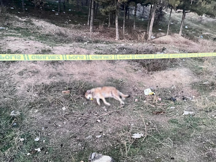 Ankara'da tüfekle vurulmuş 4 köpek ölüsü bulundu -4