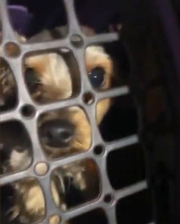 Esenyurt'ta şiddet gören köpek kurtarıldı; gözaltına alınan sahibine hayvanseverler tepki gösterdi -4