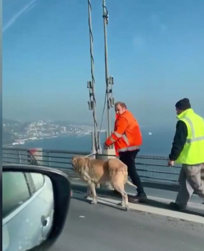 15 Temmuz Köprüsü'nde köpeğe yardım edenler konuştu -2