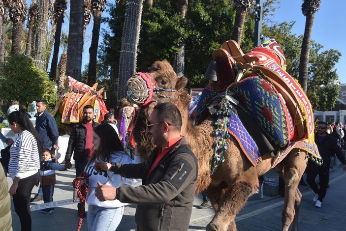 Bodrum sokaklarına develer çıktı, turistler fotoğraf çektirdi -8