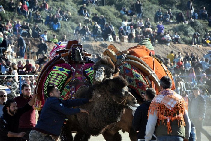 Bodrum'da deve güreşi festivali; binlerce kişi izledi -3