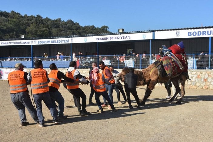 Bodrum'da deve güreşi festivali; binlerce kişi izledi -7