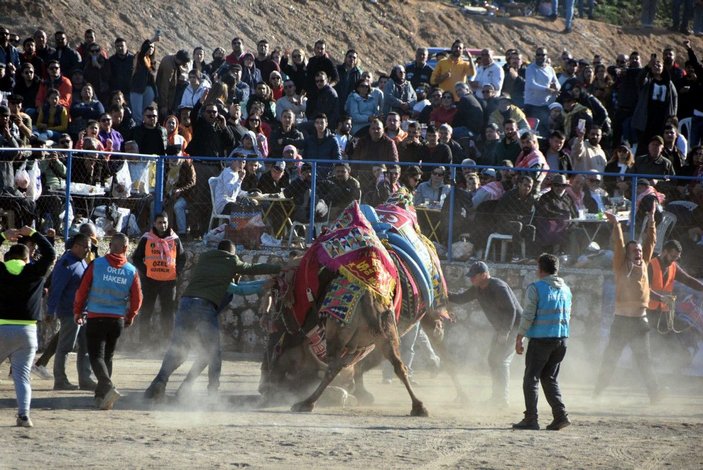 Bodrum'da deve güreşi festivali; binlerce kişi izledi -1