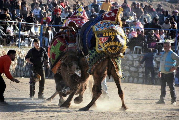 Bodrum'da deve güreşi festivali; binlerce kişi izledi -2
