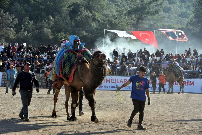 Bodrum'da deve güreşi festivali; binlerce kişi izledi -10