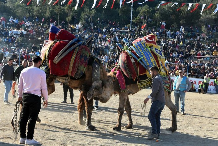 Bodrum'da deve güreşi festivali; binlerce kişi izledi -5