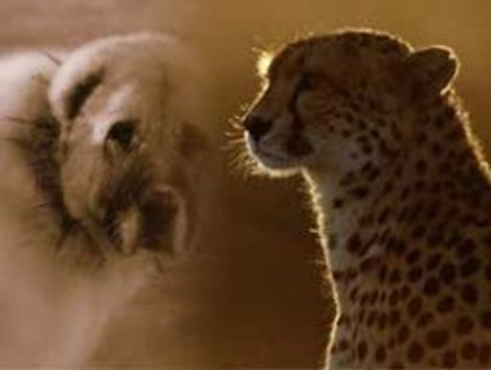 Kangallar Çita kovalıyor-İzle