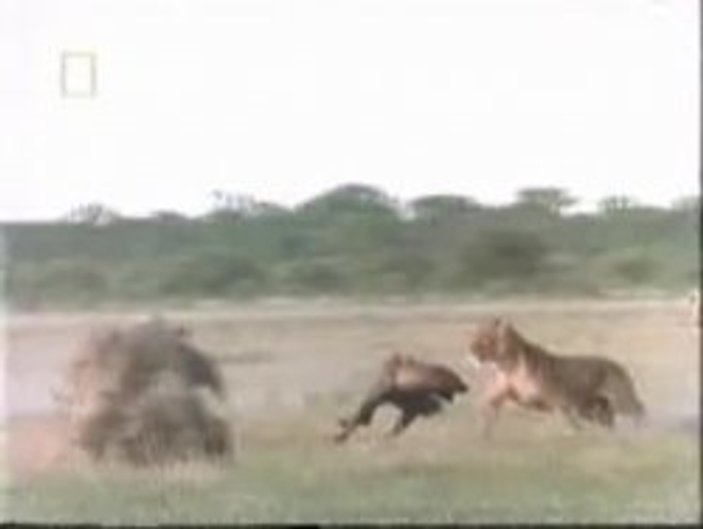 Av peşinde olan sırtlan aslandan kaçamadı - Video