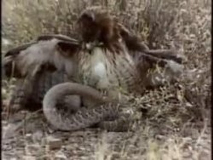 Fare avlayan çıngıraklı yılanın kuyruklu şahine yem oluyor