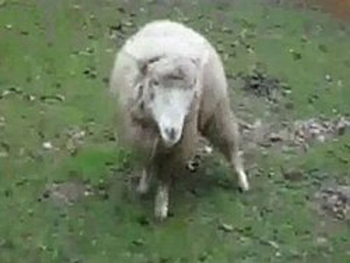 Kendini köpek sanan koyun