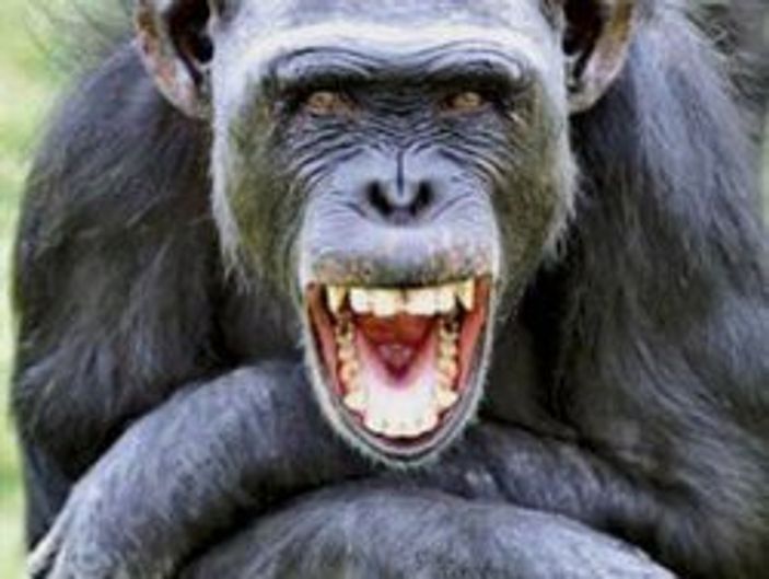 Şempazeler her şeye gülüyor