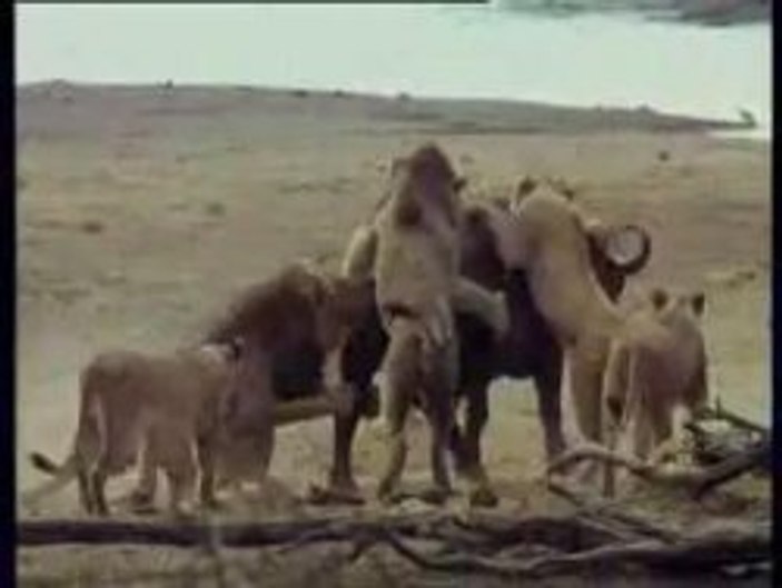 Aslan sürüsü dev bufalonun peşinde - Video
