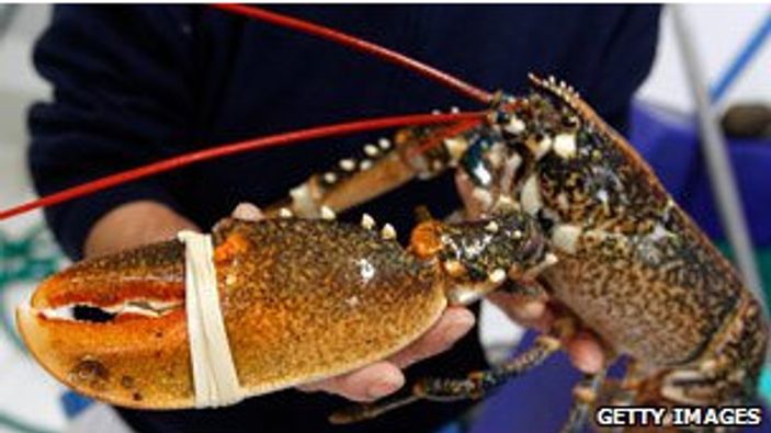 İstakoz uğruna canlarını riske atıyorlar