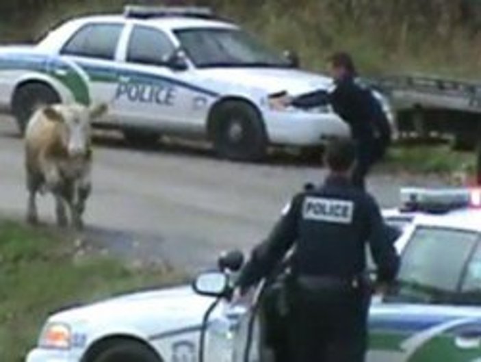 Kanada'da polis ineğe 12 kurşun sıktı