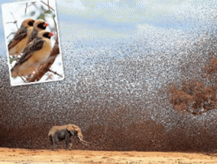 Kuş sürüsü filleri korkuttu