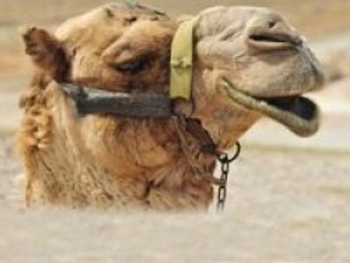 Umre'de deve idrarı içen iki Türk hastanelik oldu