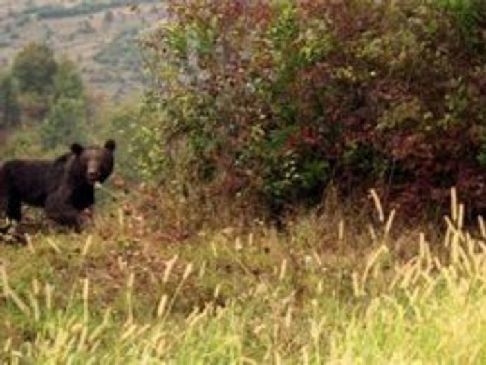 Artvin'de yaşlı kadına ayı saldırdı