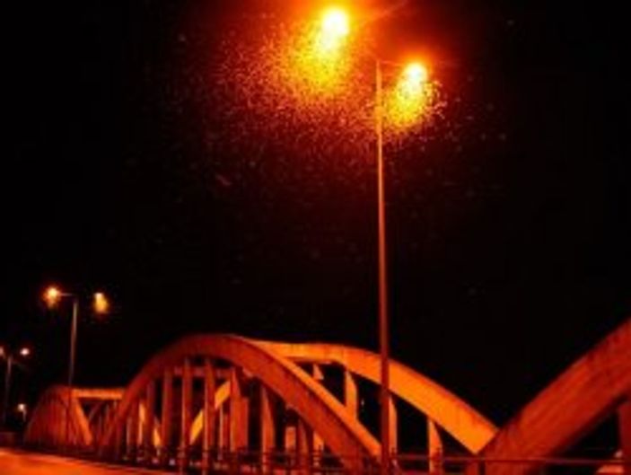 'Birgün Sinekleri'nin ölüm dansı