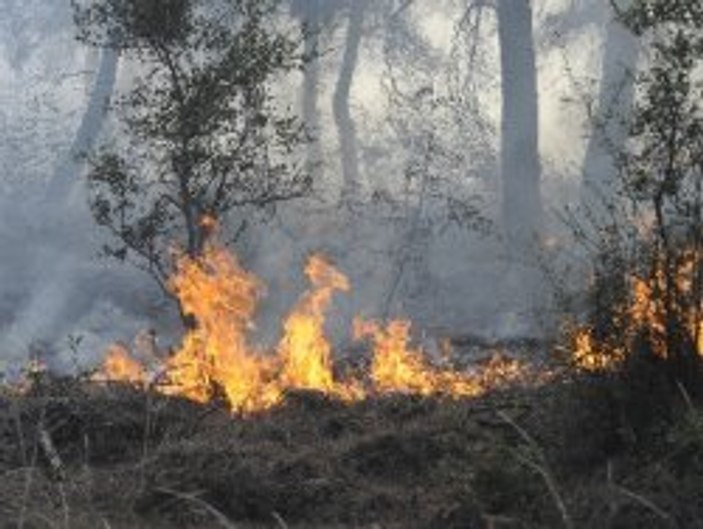 Adana'da orman yangını