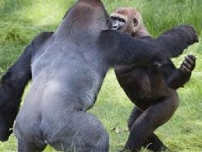Goriller tokalaşarak buluştular
