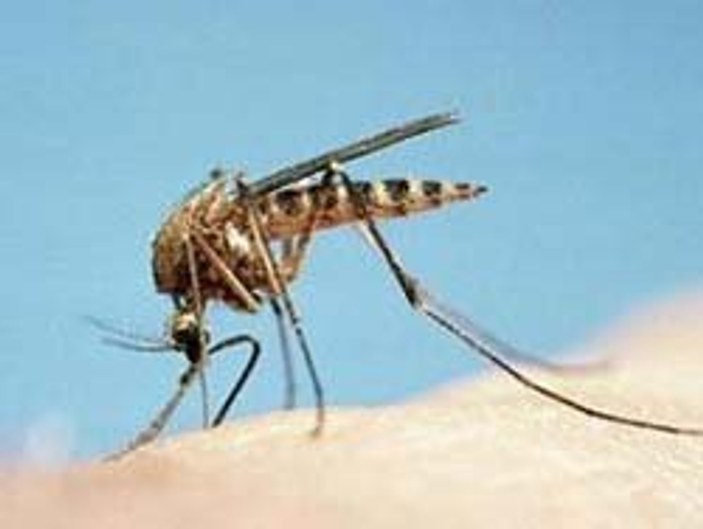 ABD'de sivrisinek alarmı
