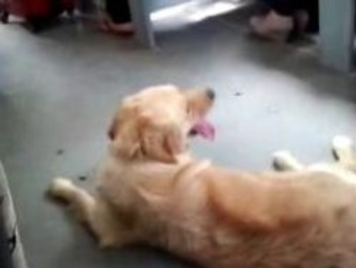 Sıcaktan bunalan köpek otobüsle yolculuk yaptı - Video