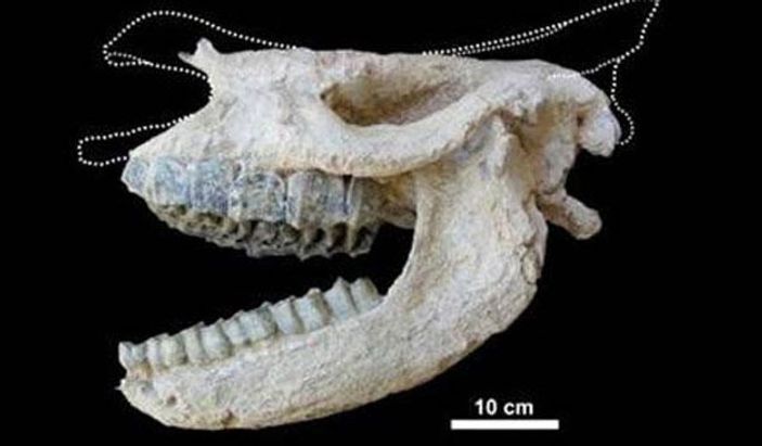 9.2 milyon yıllık fosil