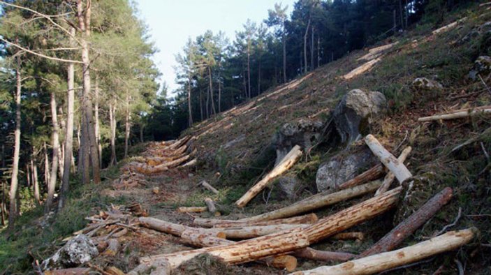 Antalya'da dünya mirası sedir ağaçları katlediliyor