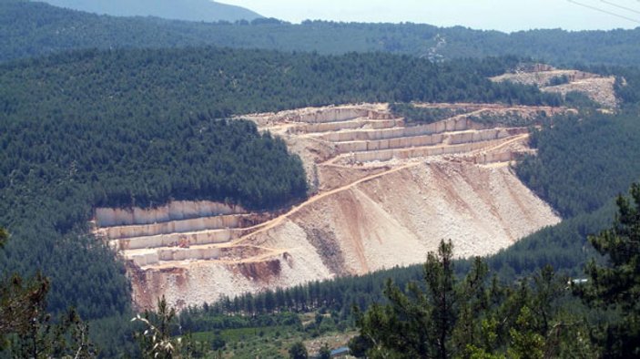Antalya'da dünya mirası sedir ağaçları katlediliyor