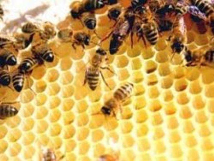 Gerçek bal nasıl anlaşılır