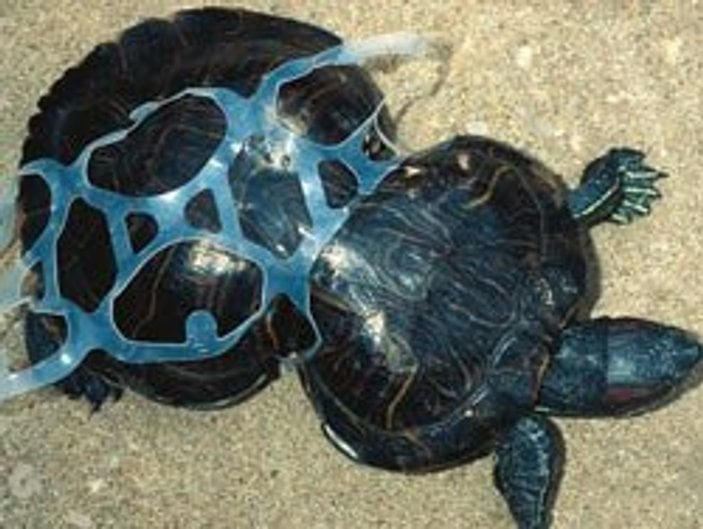Denize atılan plastik madde nelere sebep olur