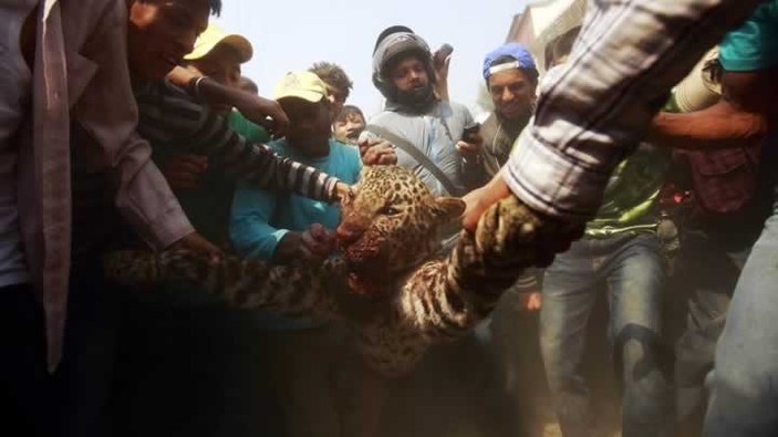 15 kişiyi yaralayan leopar linç edildi