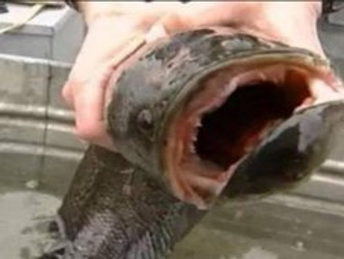 New York'ta canavar balık alarmı
