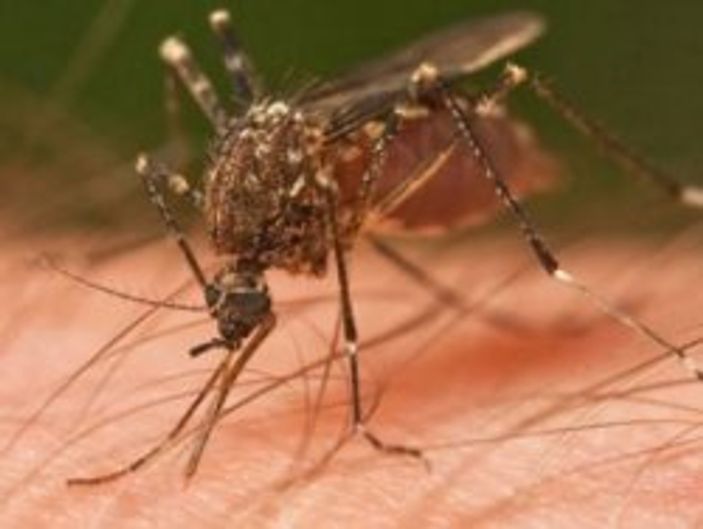 Bu sinek ölüm saçıyor