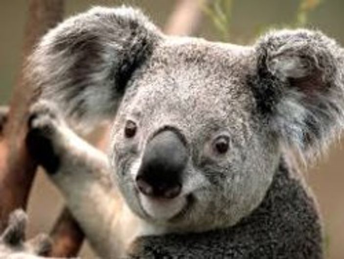 Koala nedir