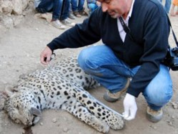 Diyarbakır'da leopar öldürüldü