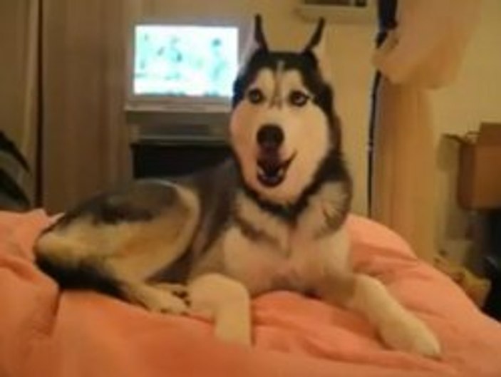 Seni seviyorum diyen köpek