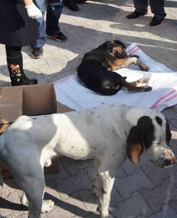 Osmaniye'de köpek yaralı arkadaşının yanından ayrılmadı