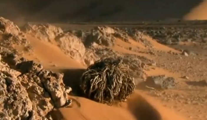 Sahra Çölü'nde 100 yıl yaşayabilen bitki -izle