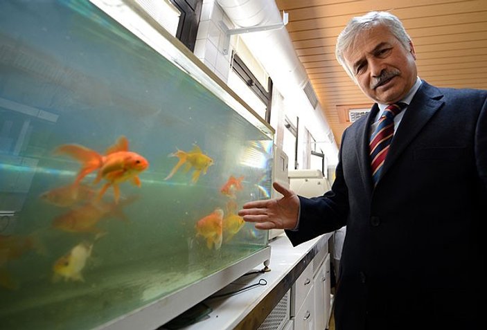 Bursa'da içme suyu japon balıklarına emanet