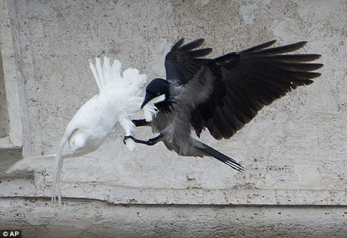 Papa'nın barış için uçurduğu kuşlar saldırıya uğradı