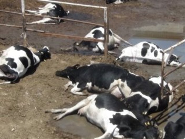 İnekler gaz çıkarttı ahır patladı