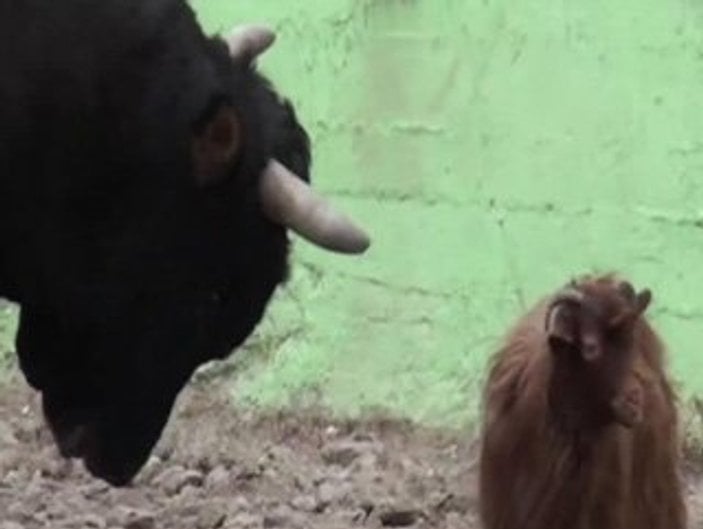 Artvin'de boğa ile keçinin sıradışı dostluğu - Video