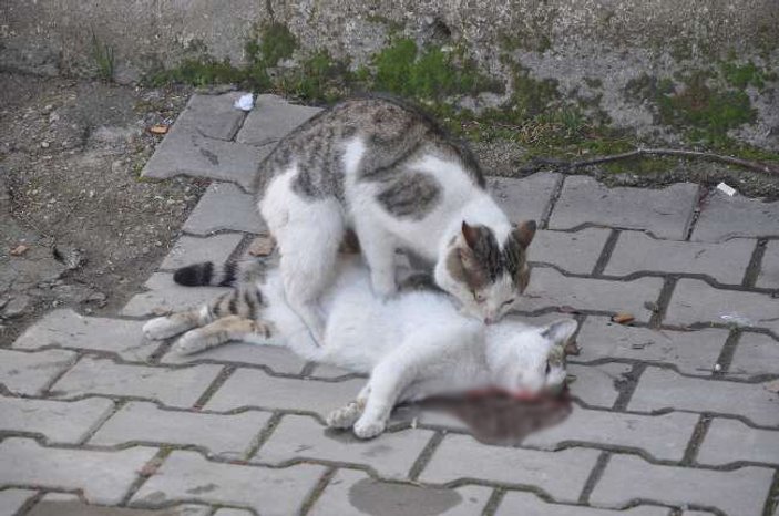 Bursa'da kediden insanlık dersi
