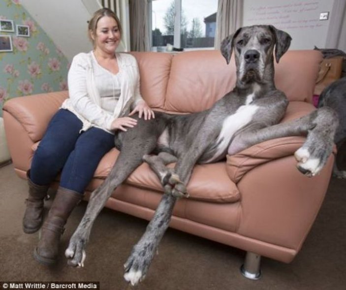Dünyanın da en uzun köpeği Guinness'e girecek