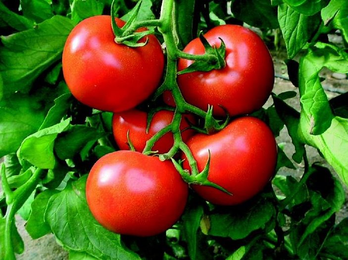 Rusya 22 ton domatesi Türkiye'ye geri gönderdi