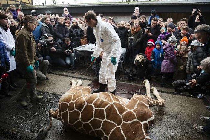Danimarka'da bir zürafa daha öldürülebilir