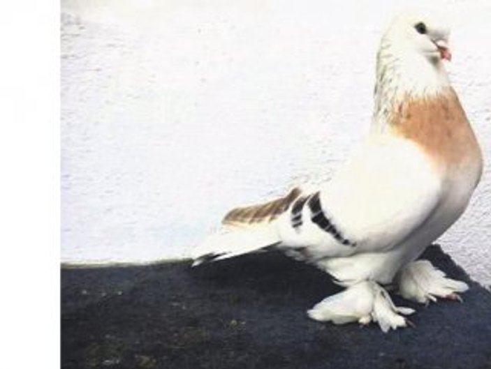 Van'da güvercin hırsızlarına rekor ceza verildi