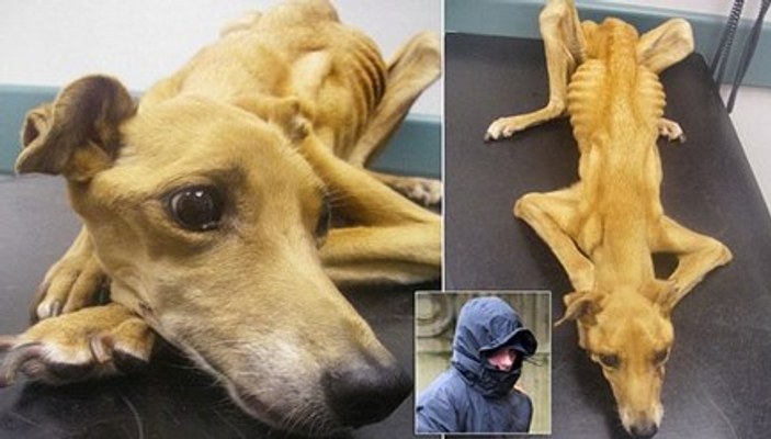 İngiltere'de bir köpek sahibi tarafından aç bırakıldı