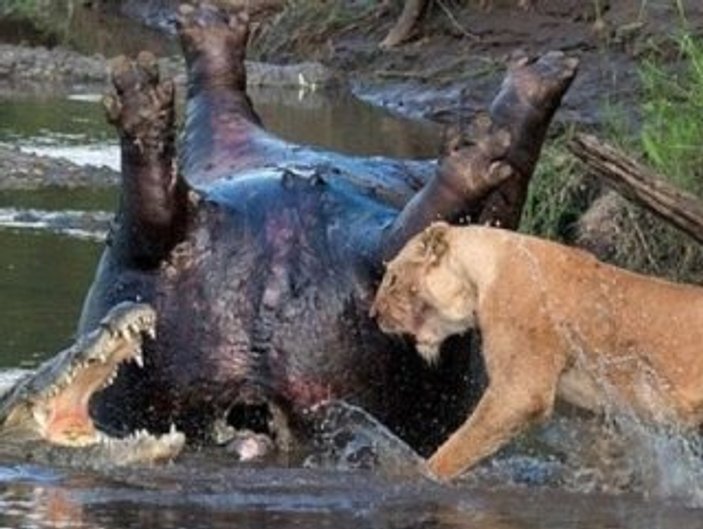 Kenya'da timsahla aslan avları için savaştı